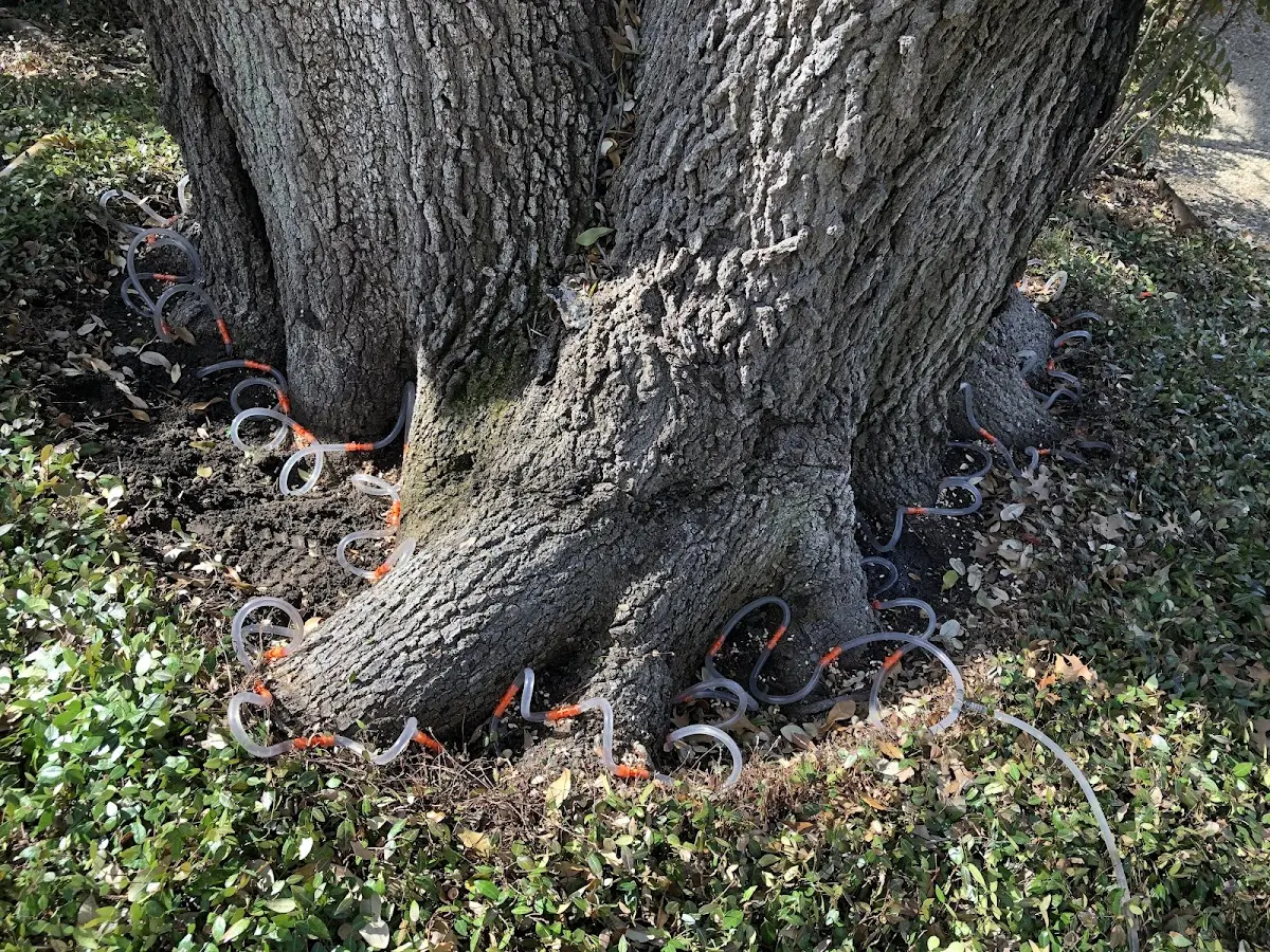 Detailed Tree Cabling and Bracing job site in Fort Stockton