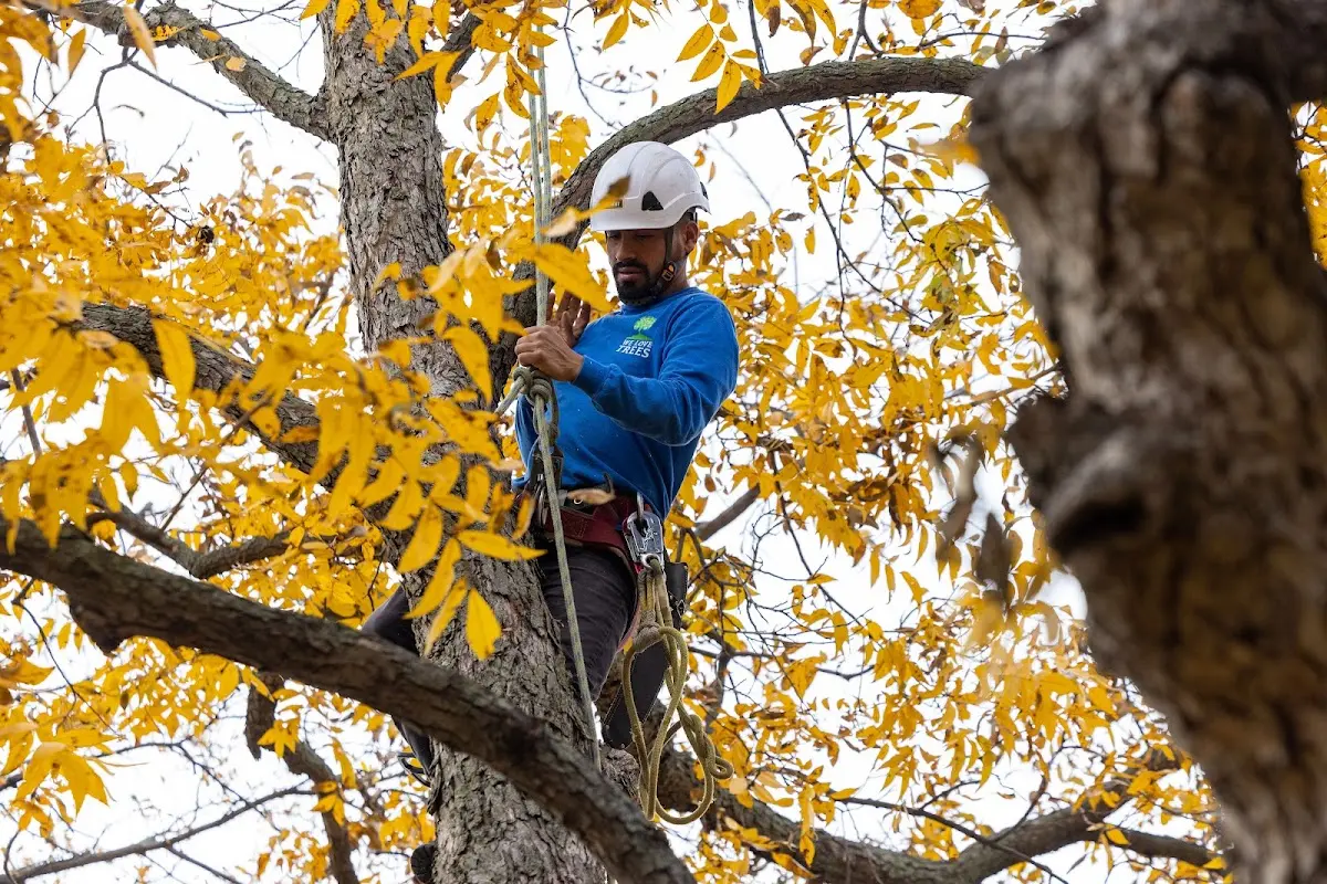 Skilled Tree Pruning crew working in Fort Stockton